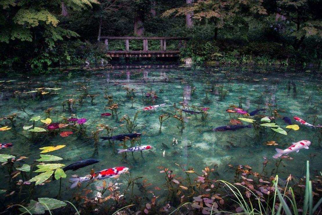 Tıpkı bir tablo gibi: Monet's Pond Gölü / Japonya