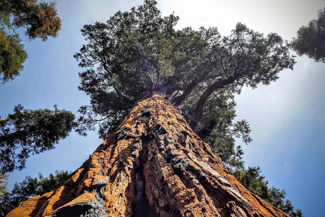 3200 yıllık ağaç fotoğraf karelerine sığmıyor! (Kaliforniya)