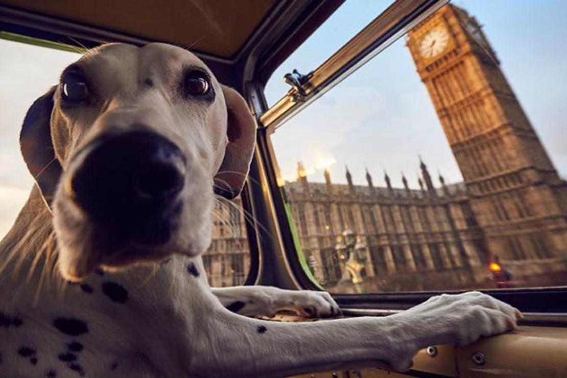 Londra'da köpeklere özel şehir turu yapılıyor!