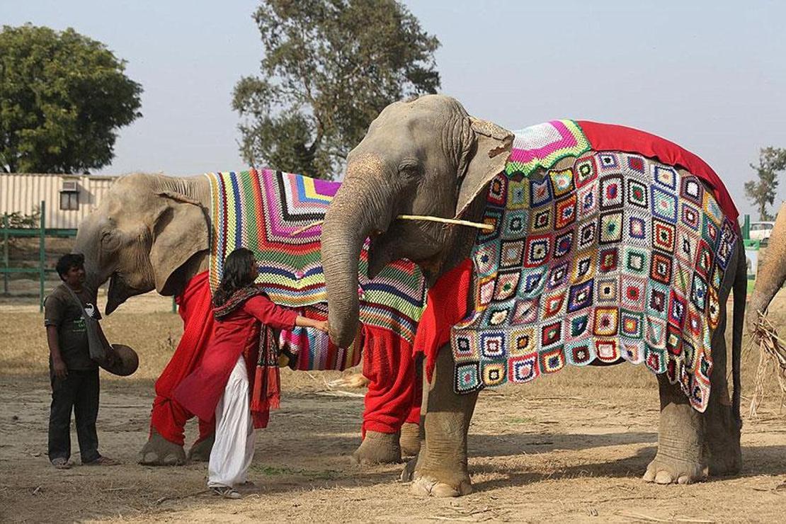 Hindistan'da köylüler fillere kazak örüyor!