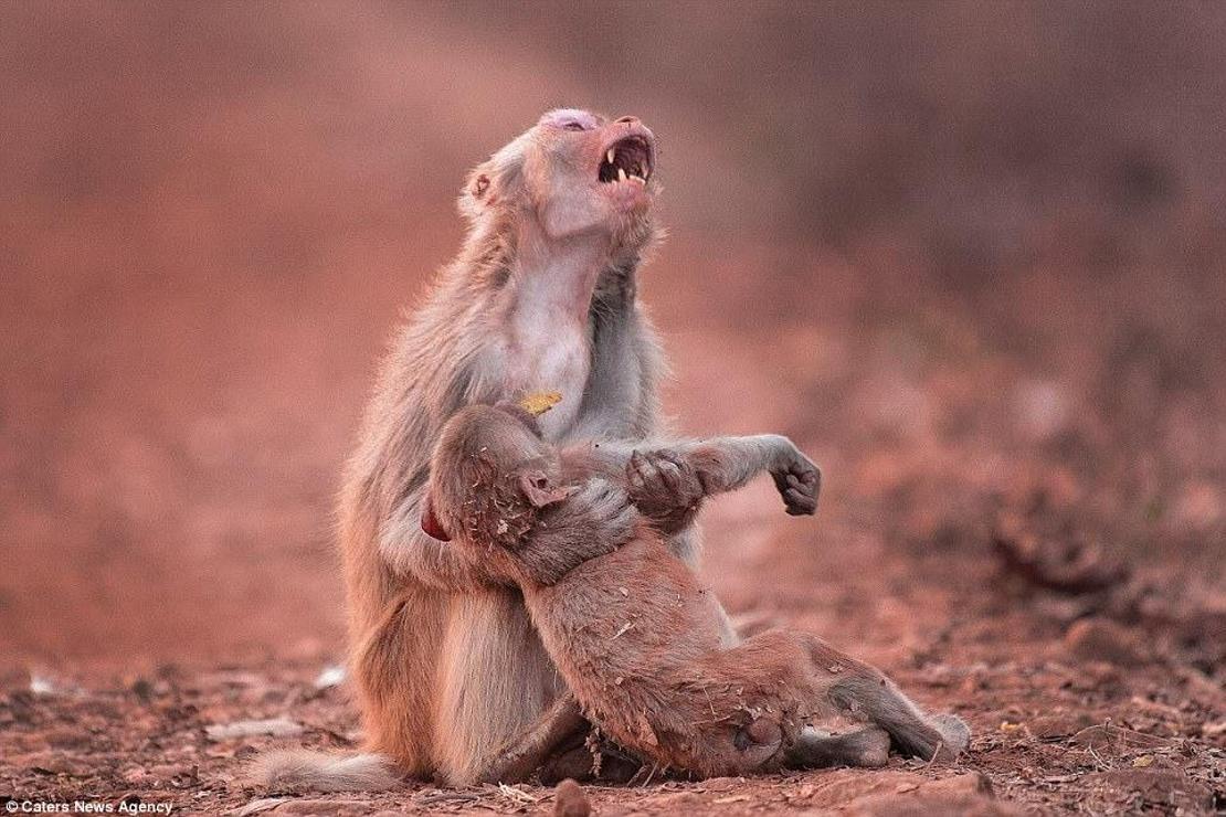 Anne maymun, yavrusu için gözyaşı döktü