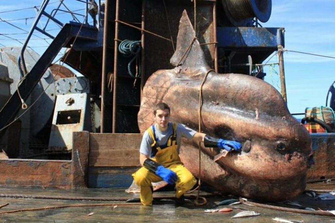 Rus balıkçı gemisinin karşılaştığı en ilginç türler