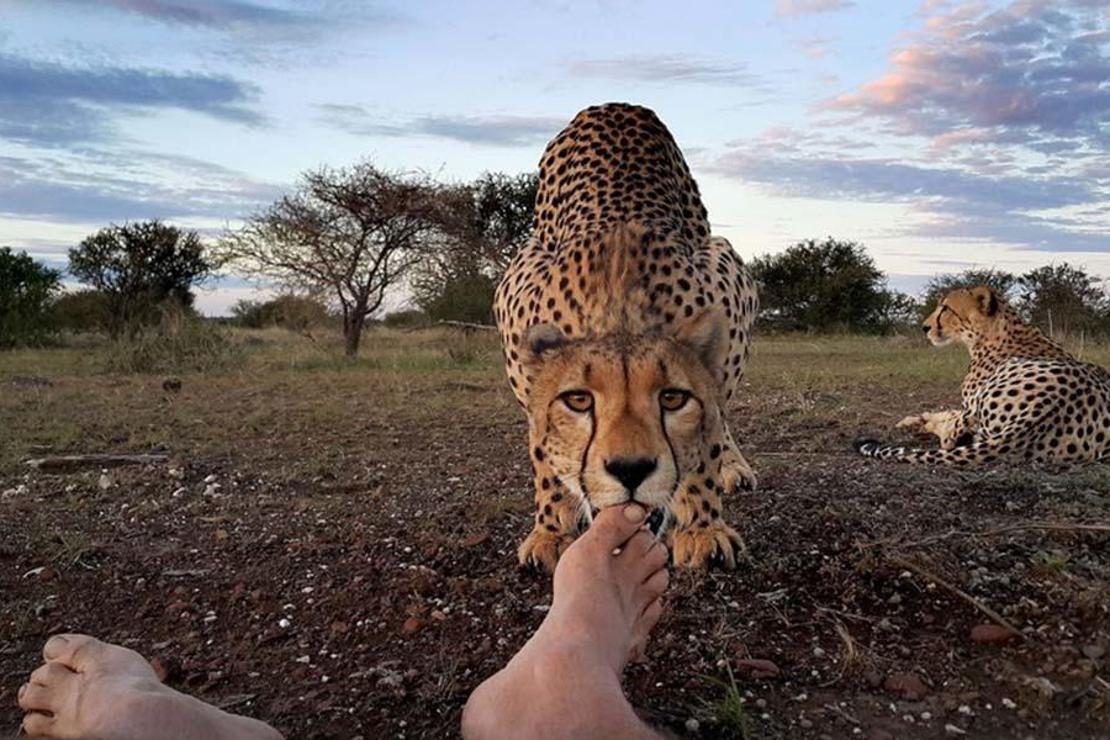Çita ve fotoğrafçının ilginç hikâyesi