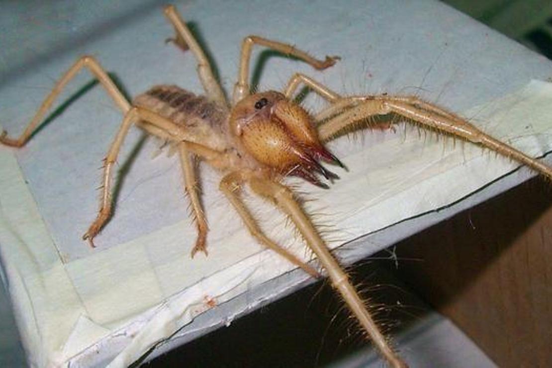 Türkiye'de yaşayan ilginç bir tür: Sarı Ömer örümceği