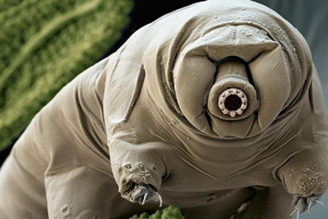 10 milyar yıl yaşayabilen ilginç canlı: tardigrad