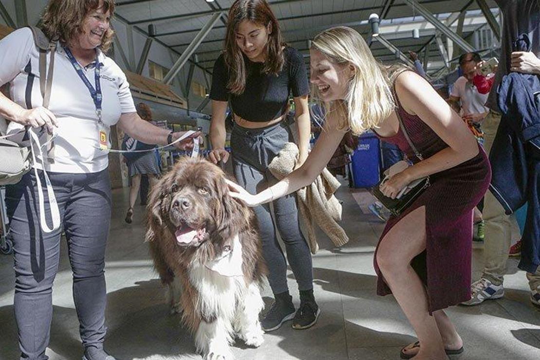 Uçaktan korkanlar için köpekli terapi yöntemi
