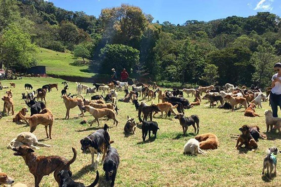 1000’e yakın köpeğin yaşadığı yeryüzü cenneti