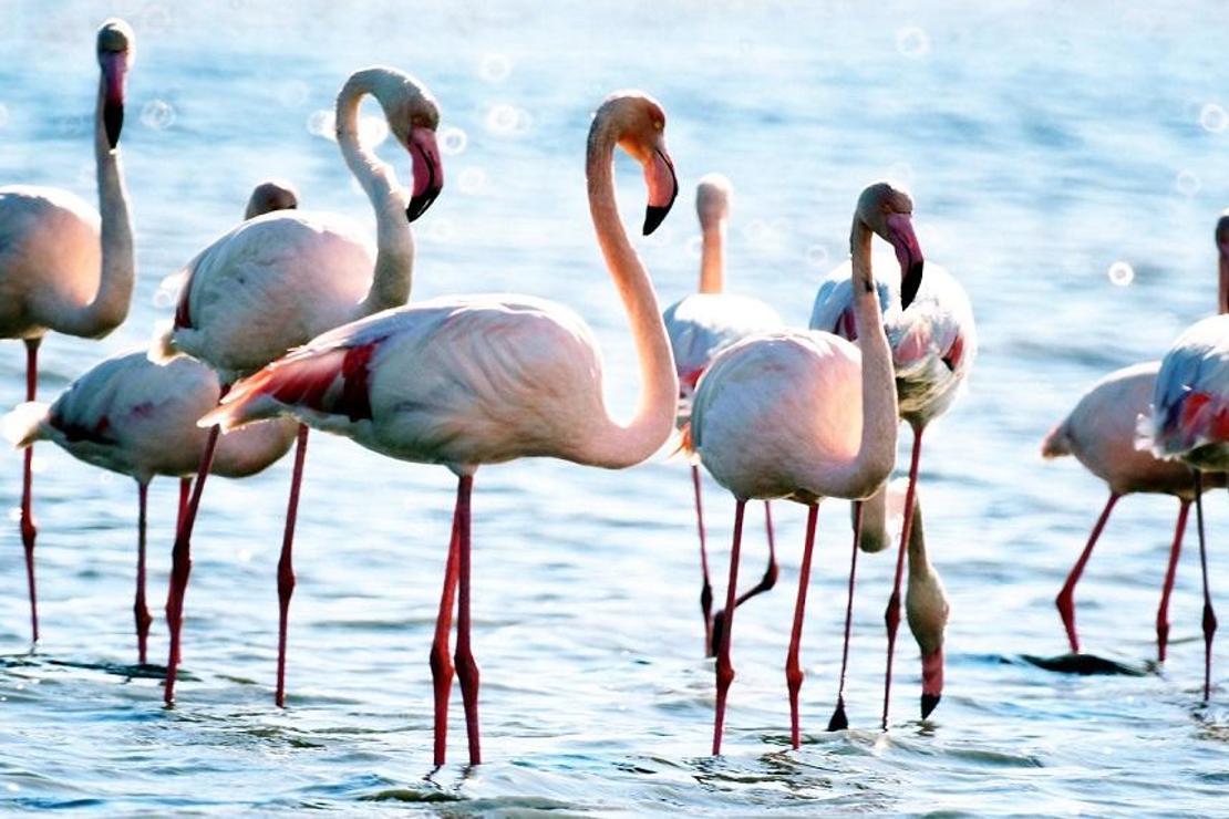 Bodrum'a Flamingolar damgasını vurdu