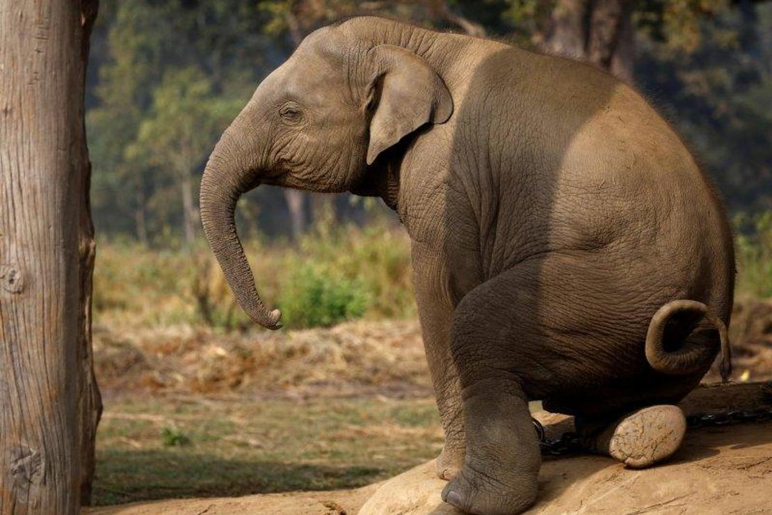 Chitwan fillerinin çileli hayatı