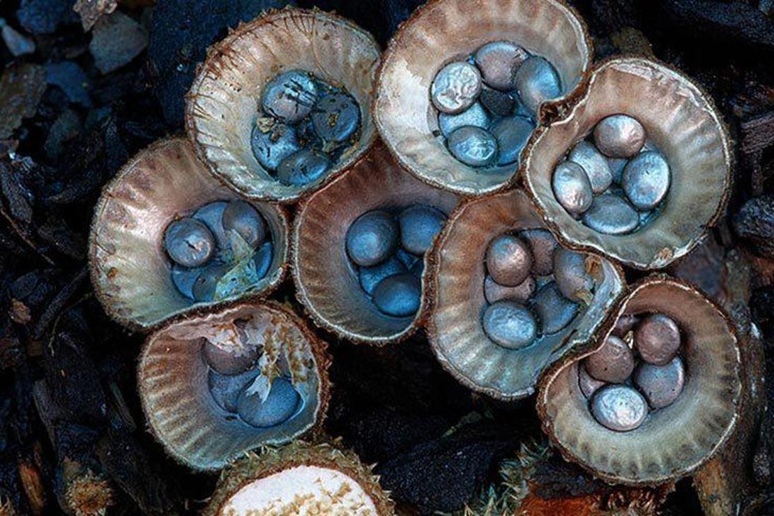 Avustralya’da yetişen mantarların büyülü dünyası