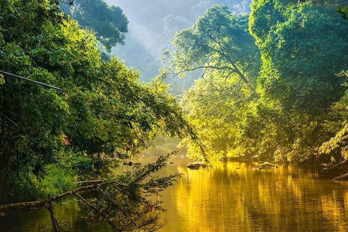 Dünyanın oksijen kaynağı: Amazon yağmur ormanları