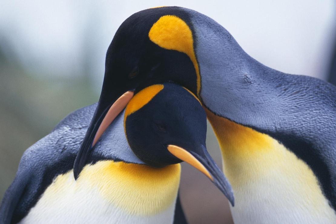 Küresel ısınma kral penguenlerini tehdit ediyor