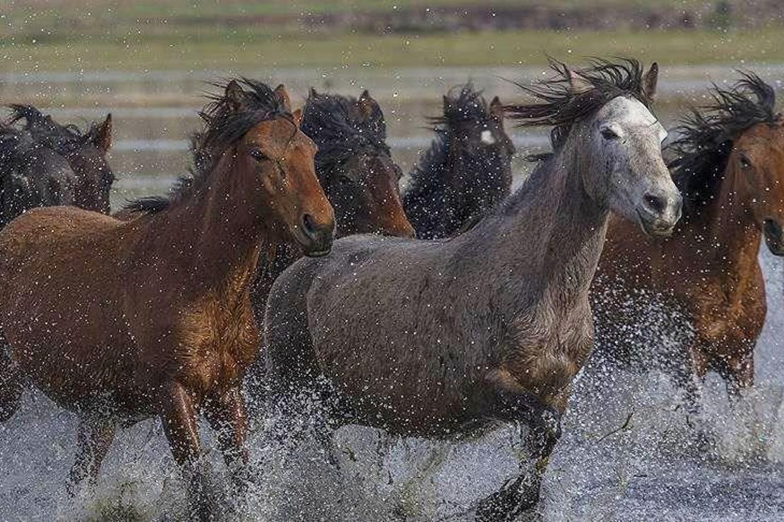 Erciyes'teki yılkı atları fotoğrafçıların yeni gözdesi
