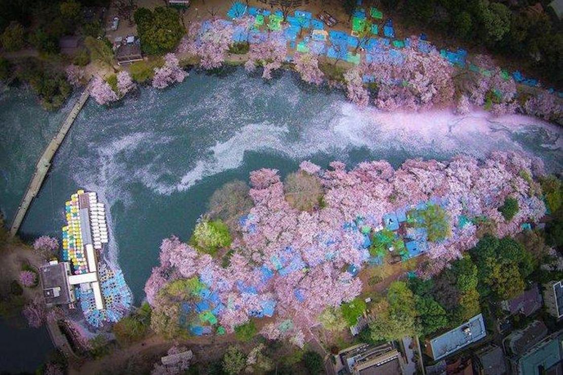 Japonya’da kiraz çiçeklerinin suya düşmesiyle oluşan muhteşem şölen
