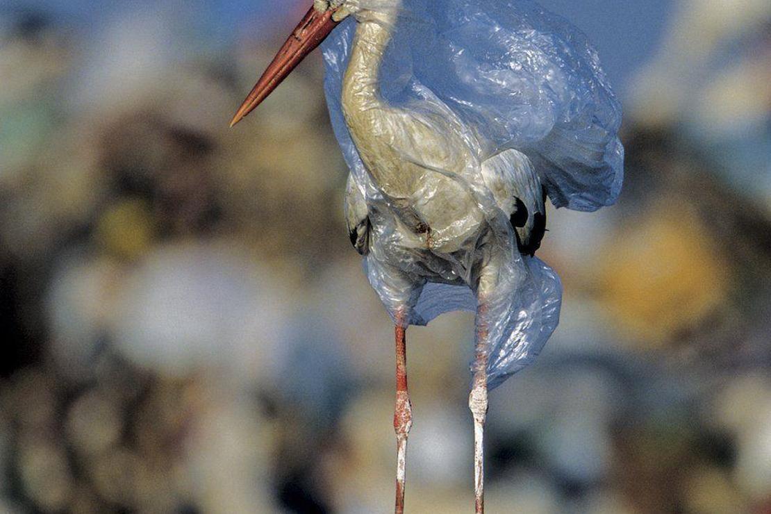 Plastik atıkların pençesindeki deniz canlıları