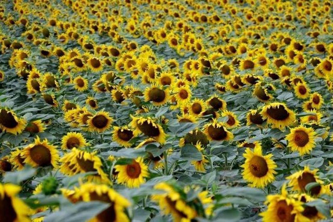 "Gündöndü" Trakya'yı sarıya boyadı