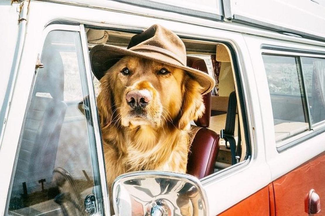 Dünyayı gezen beş gezgin köpek