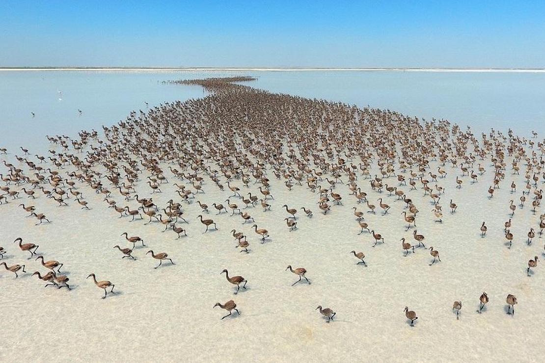 Türkiye'nin Flamingo cennetine turist akını