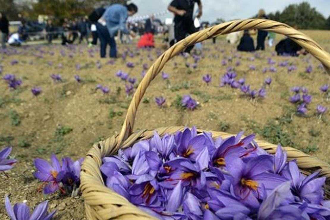 Karabük'te ikinci Safran Festivali