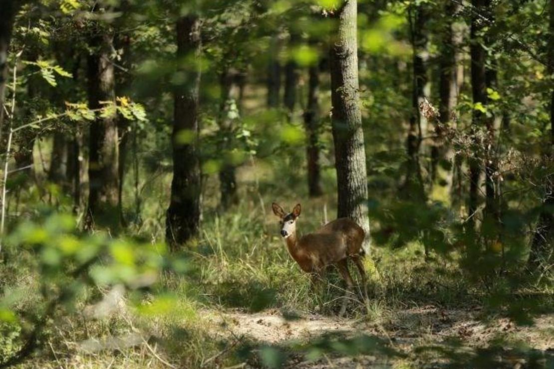 Kocaeli'deki 'Uzuntarla Tabiat Parkı Ormanya' hayvan popülasyonuna katkı sağlayacak
