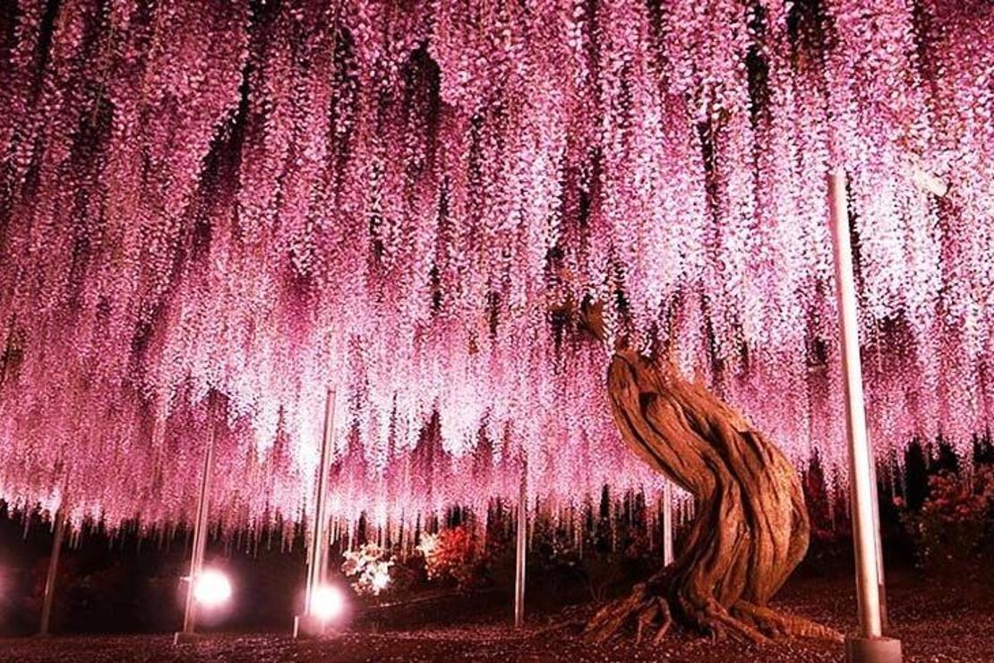 Tarihi 1870 yılına dayanıyor! İşte Japonya’nın salkım ağacı...