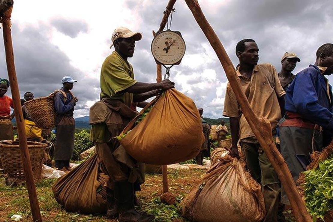 Malawi'de işçilerin zorlu yaşamı