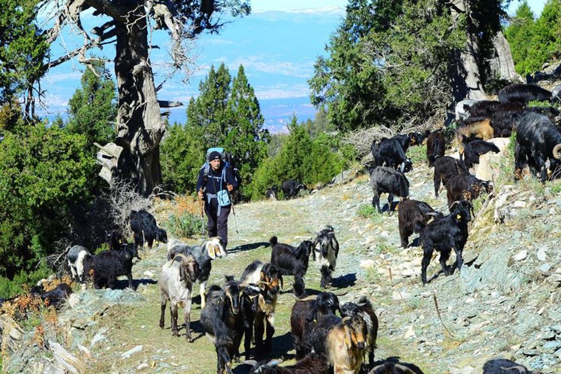 Yörüklerin göç yollarını haritalandırıyor