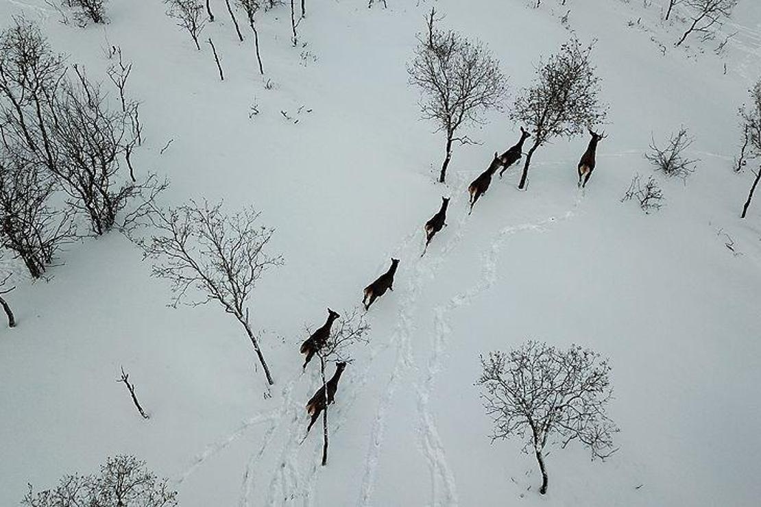 Türkiye'nin ilk fauna tanıtım alanında kış güzelliği