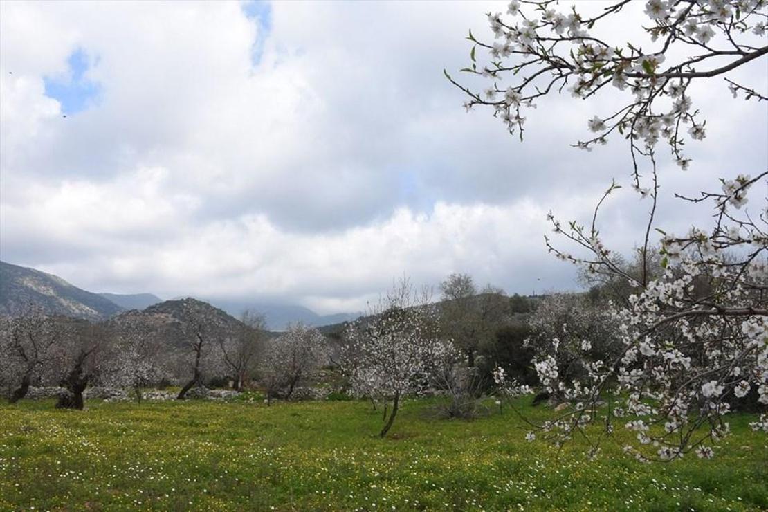 Muğla'da Badem Çiçeği Festivali'nden renkli görüntüler