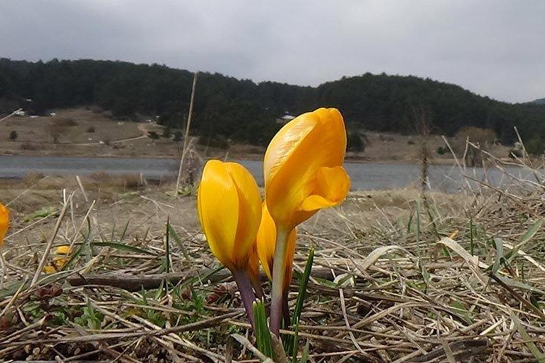 Gölcük yaylası sarıya boyandı