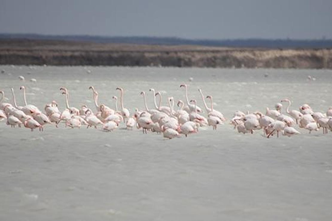 Seyfe Gölü'ne flamingo akını