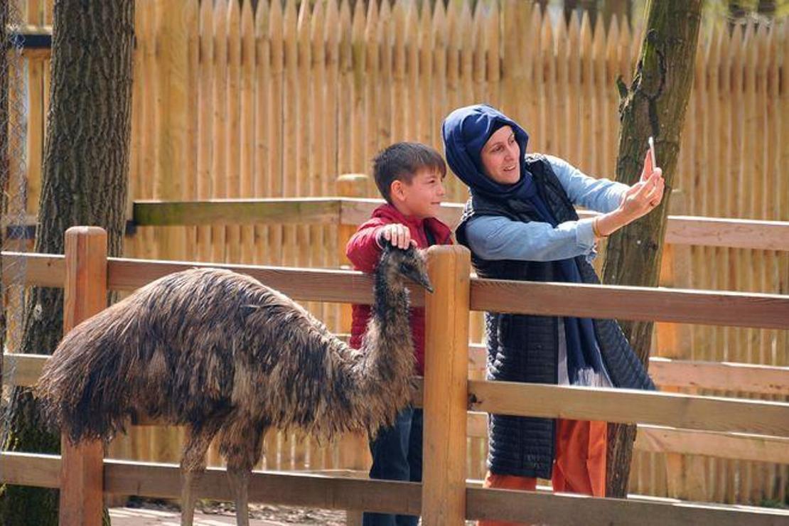 'Ormanya’daki yavru deve turistlerin ilgi odağı oldu