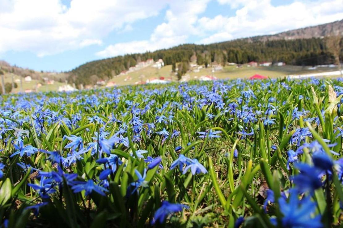 Trabzon'da mavi yıldız çiçeğiyle ünlü Kadıralak Yaylası mora büründü