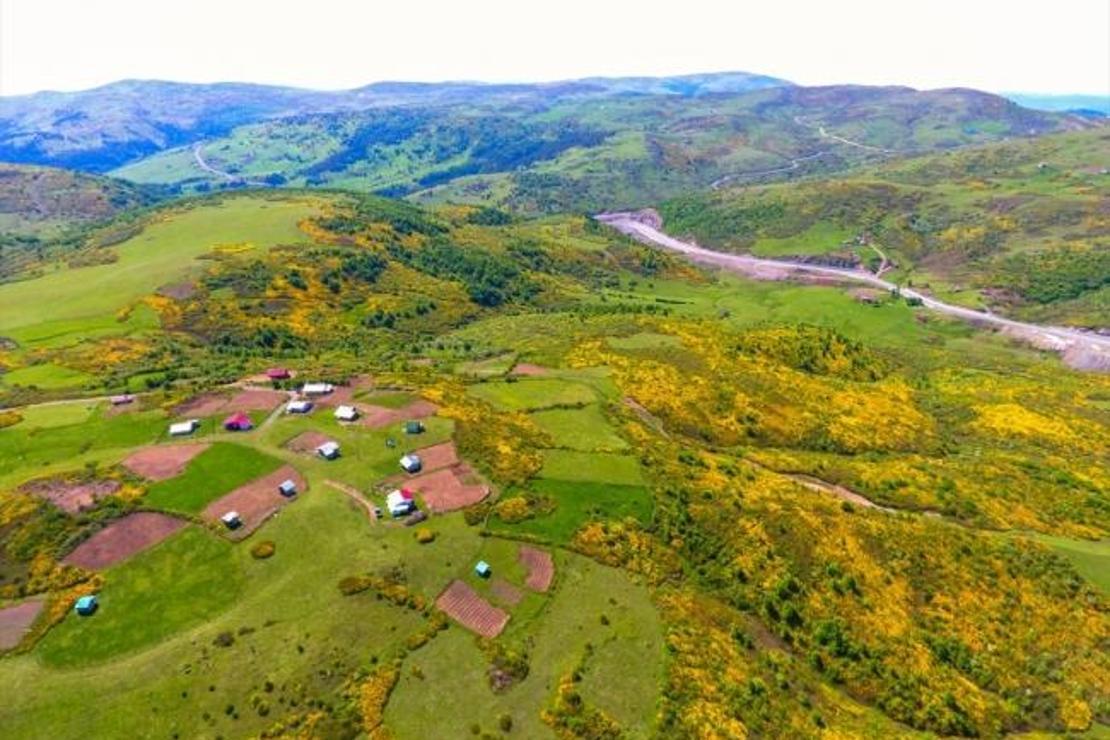 Ordu'da orman gülleri ile yaylalar renklendi