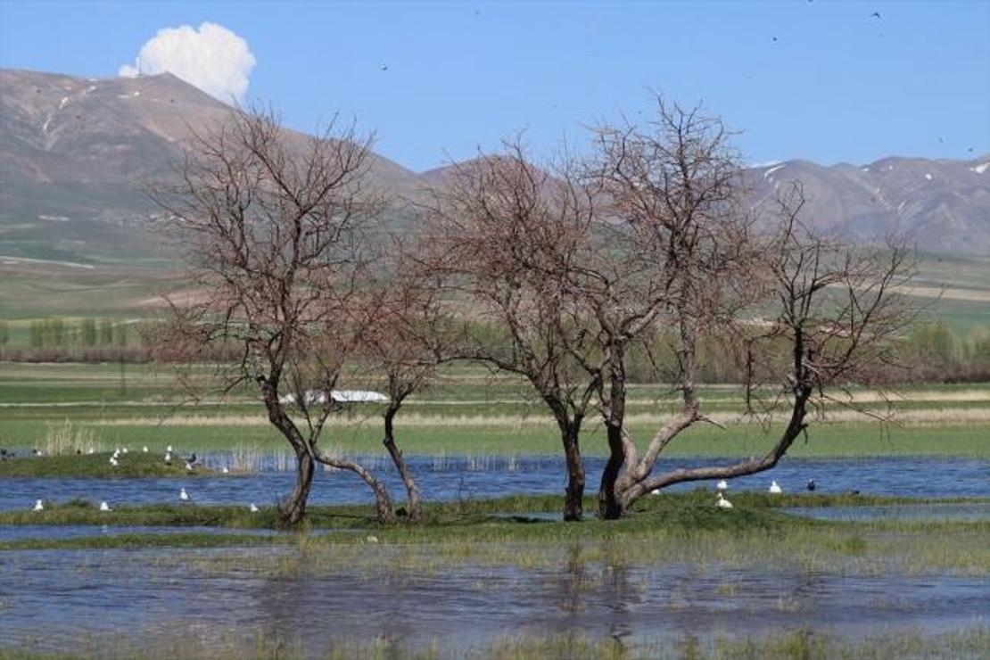 Van Gölü Havzası artık daha çok kuşun yuvası