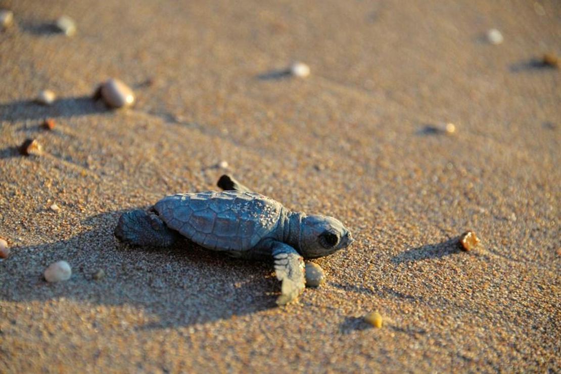 Caretta caretta yavrularının zorlu yolculuğu başladı