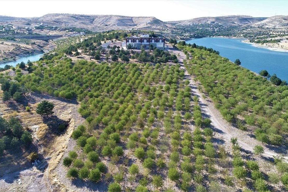 Güzelliği ile dikkat çeken 'Badem Adası'nda hasat zamanı