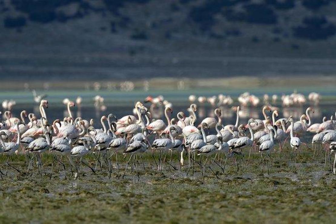 Flamingoların bir gölü daha kurudu