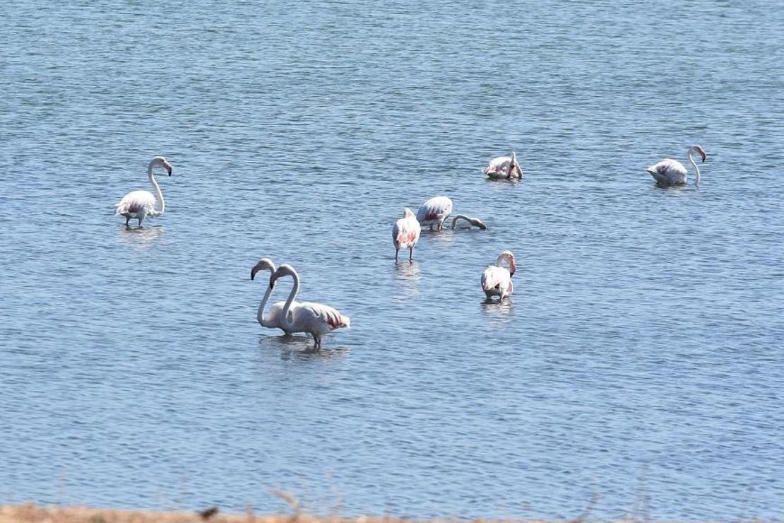 İzmir'de pembe beyaz flamingolar görsel şölen oluşturdu