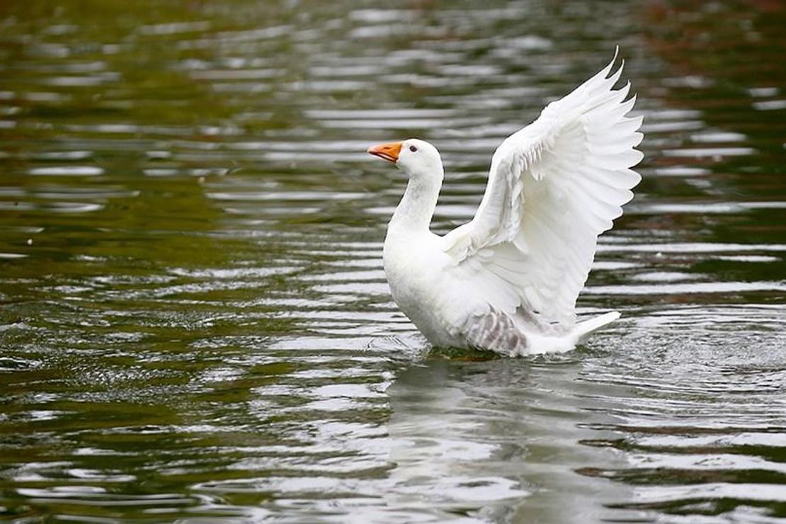 Kuğulu Milli Parkı sonbahar görüntüsüyle büyülüyor