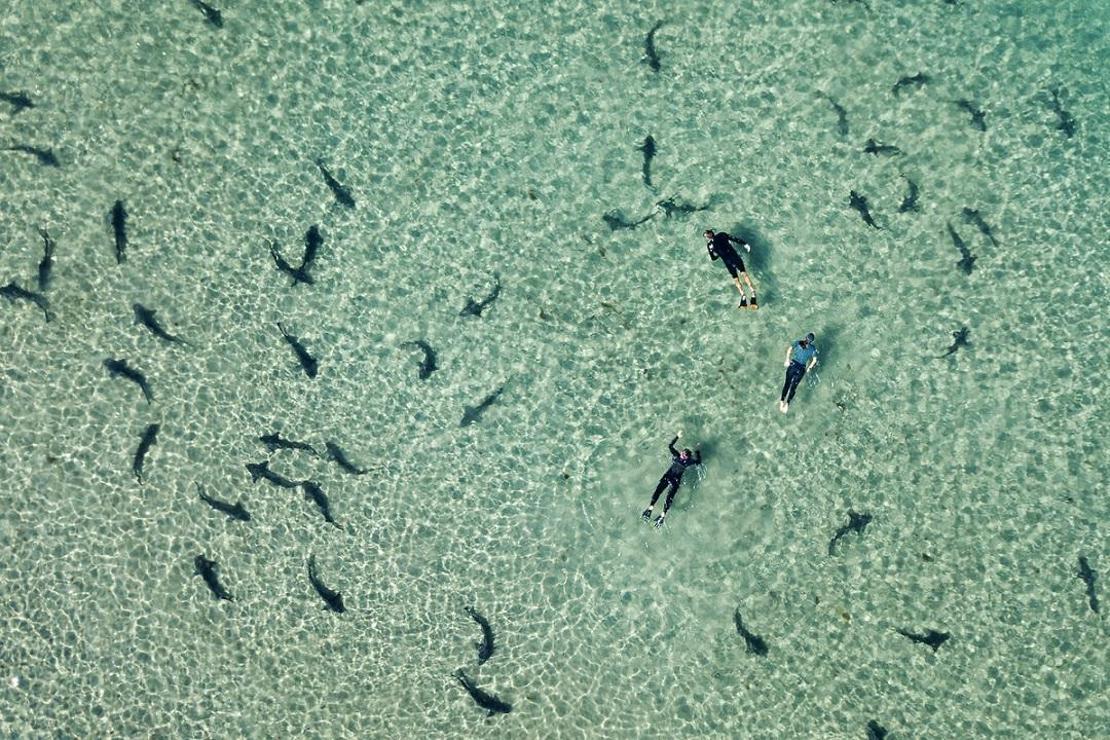 İnsanların köpek balıklarıyla yüzdüğü sahil