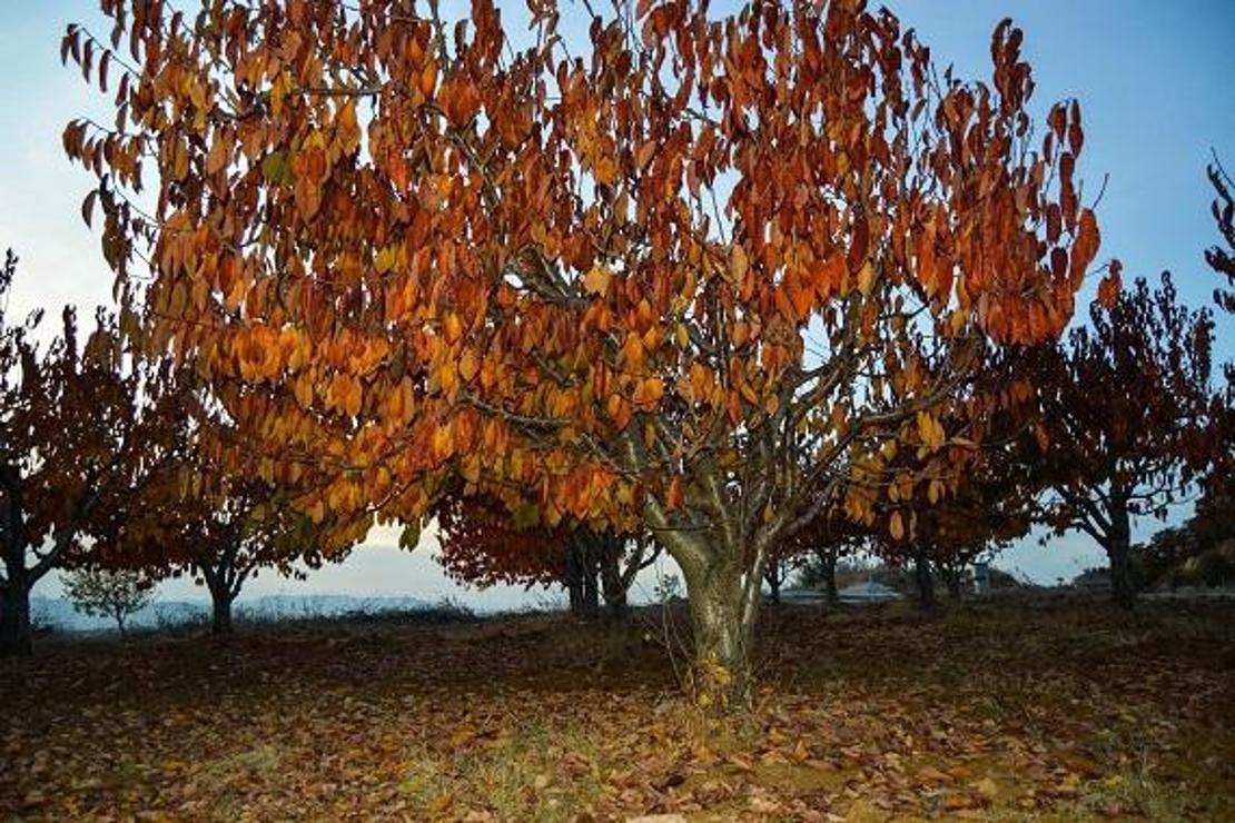 Gördes’te kartpostallık sonbahar manzaraları