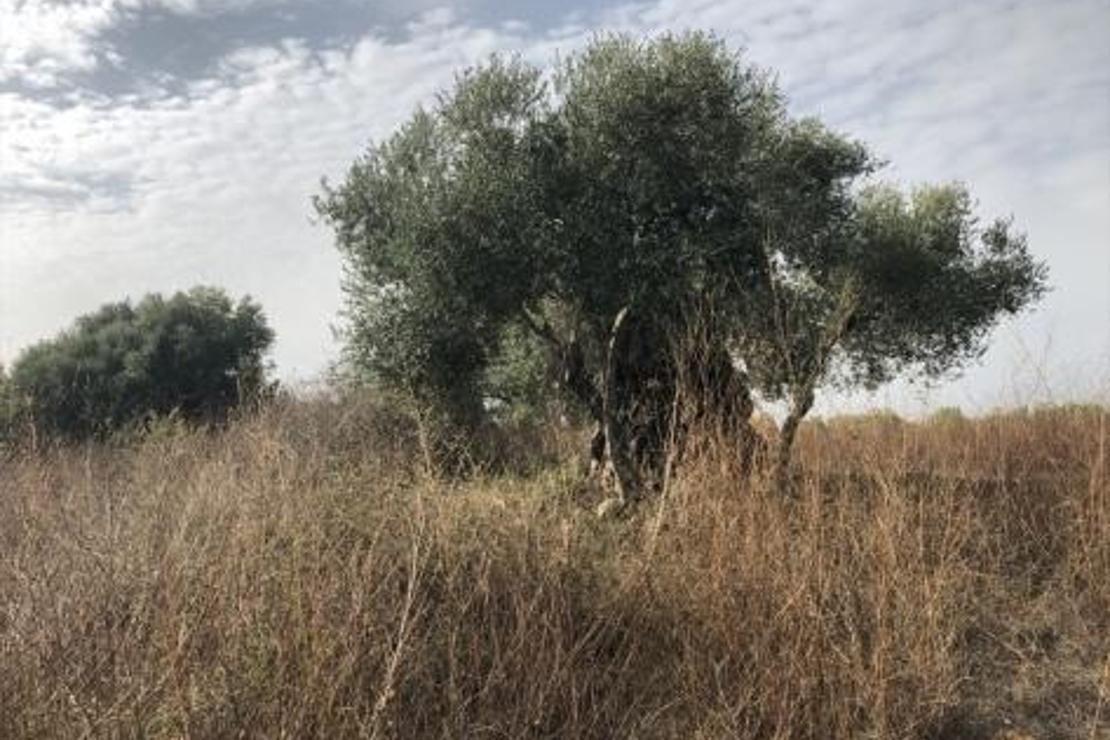 Anadolu medeniyetlerini doyuran zeytin ağacı koruma altında