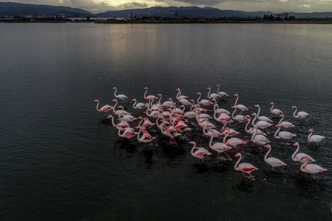 Hersek Kuş Cenneti flamingolarla bir başka güzel