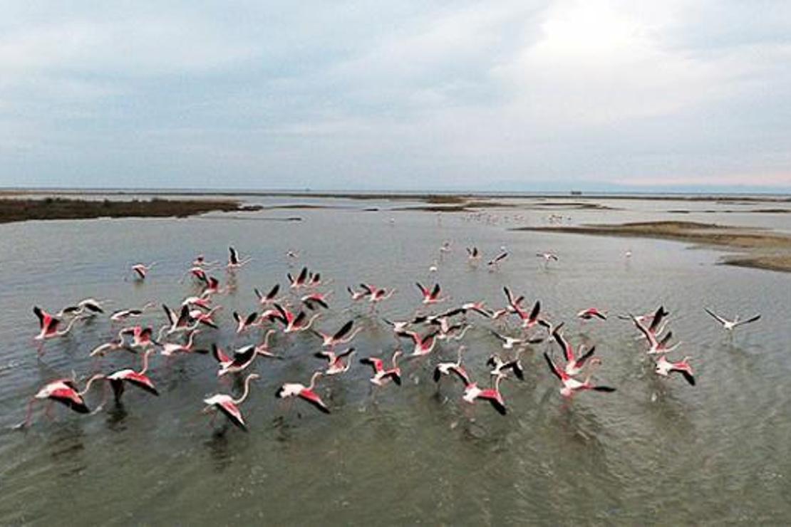 Gala Gölü flamingolarla renklendi