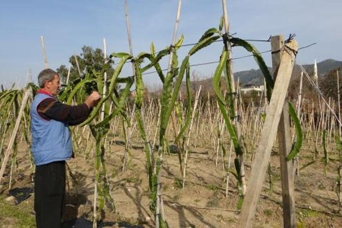 Kardeşi gönderdi, tarlasına ekti! Şimdi siparişlere yetişemiyor