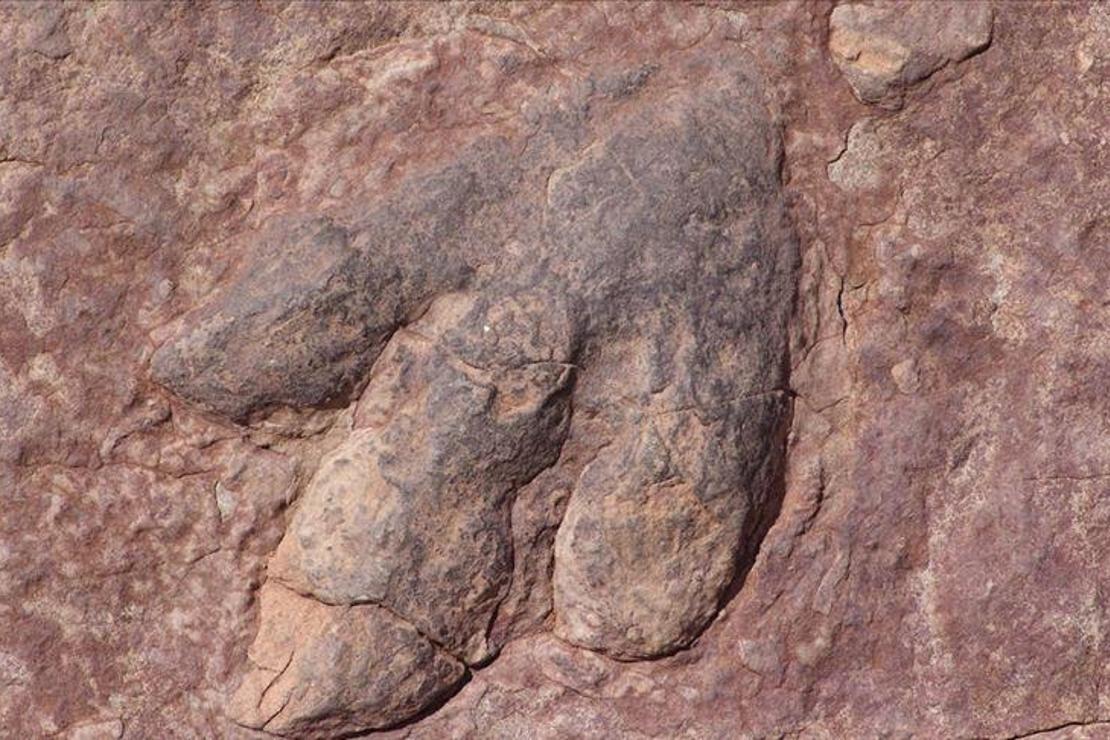11 milyon yıllık ‘ölüm meleği’ fosili bulundu