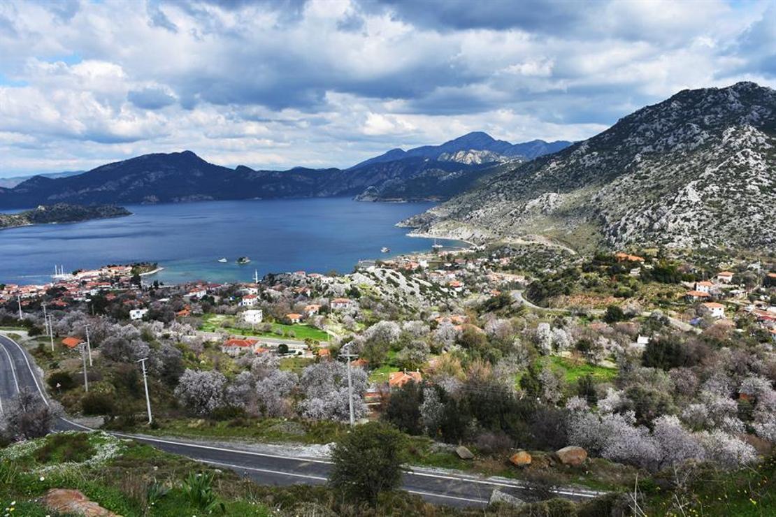 Marmaris'te badem ağaçları çiçek açtı