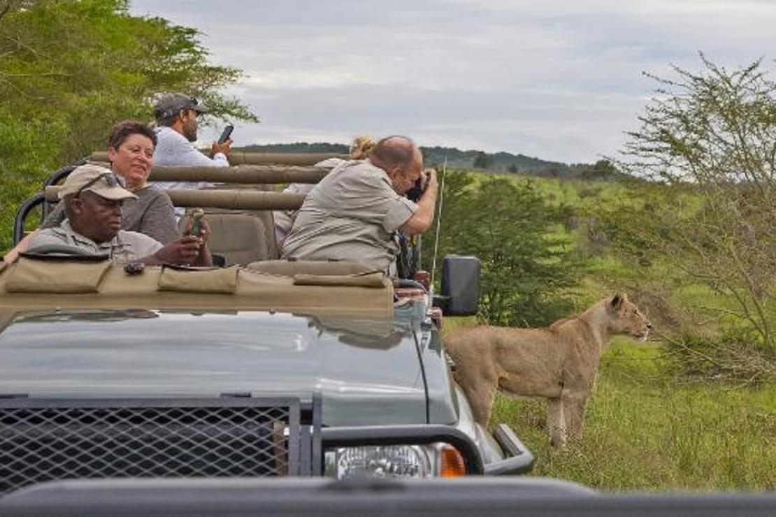 Yaban hayatı fotoğrafçılarının Güney Afrika'daki tehlikeli yolculuğu