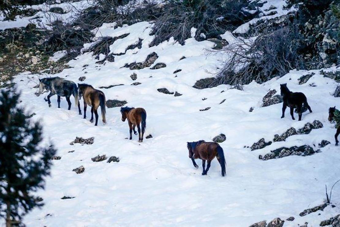 Antalya'nın yılkı atları kar üstünde görüntülendi